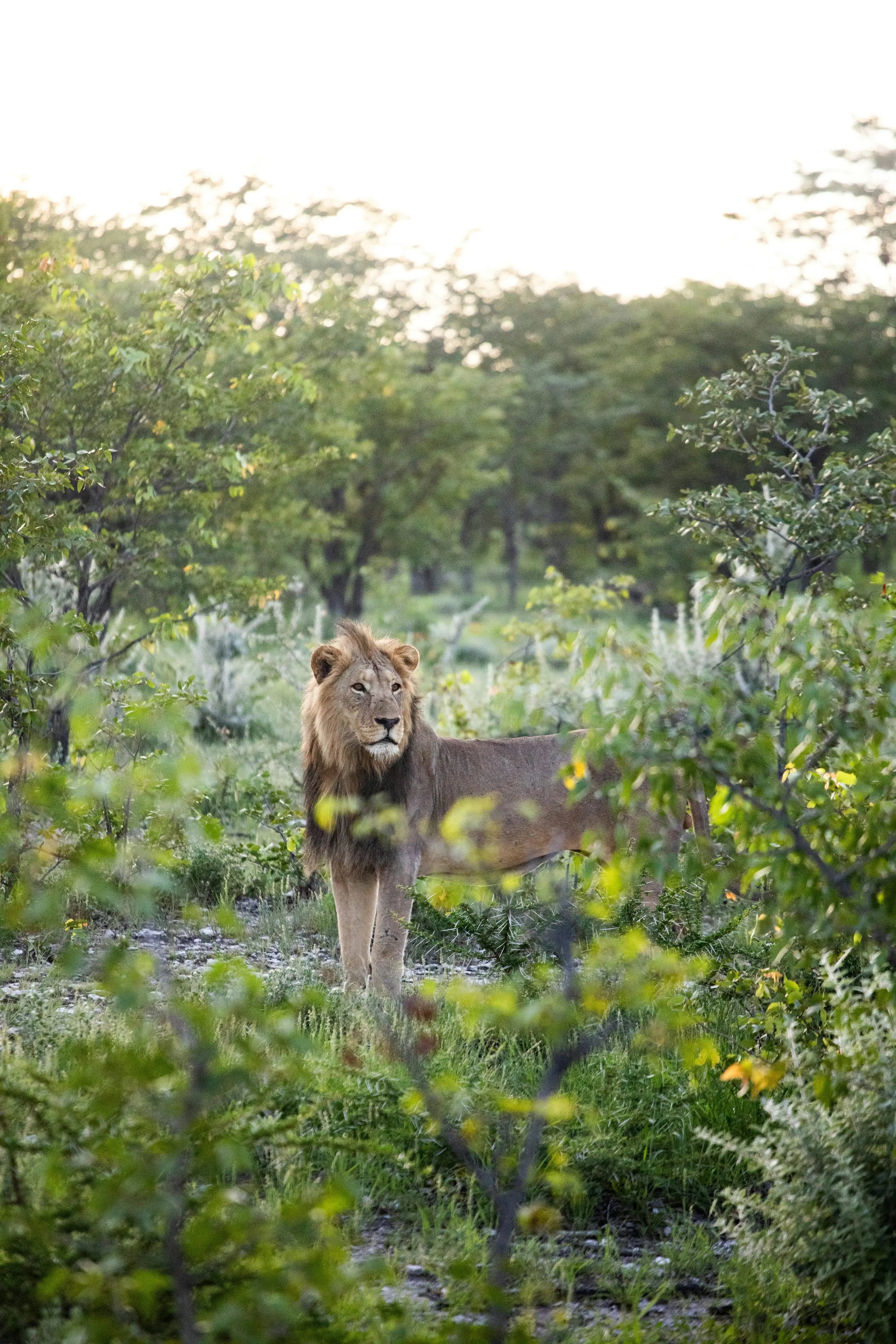 Protecting Lions Starts with Protecting Their Habitats